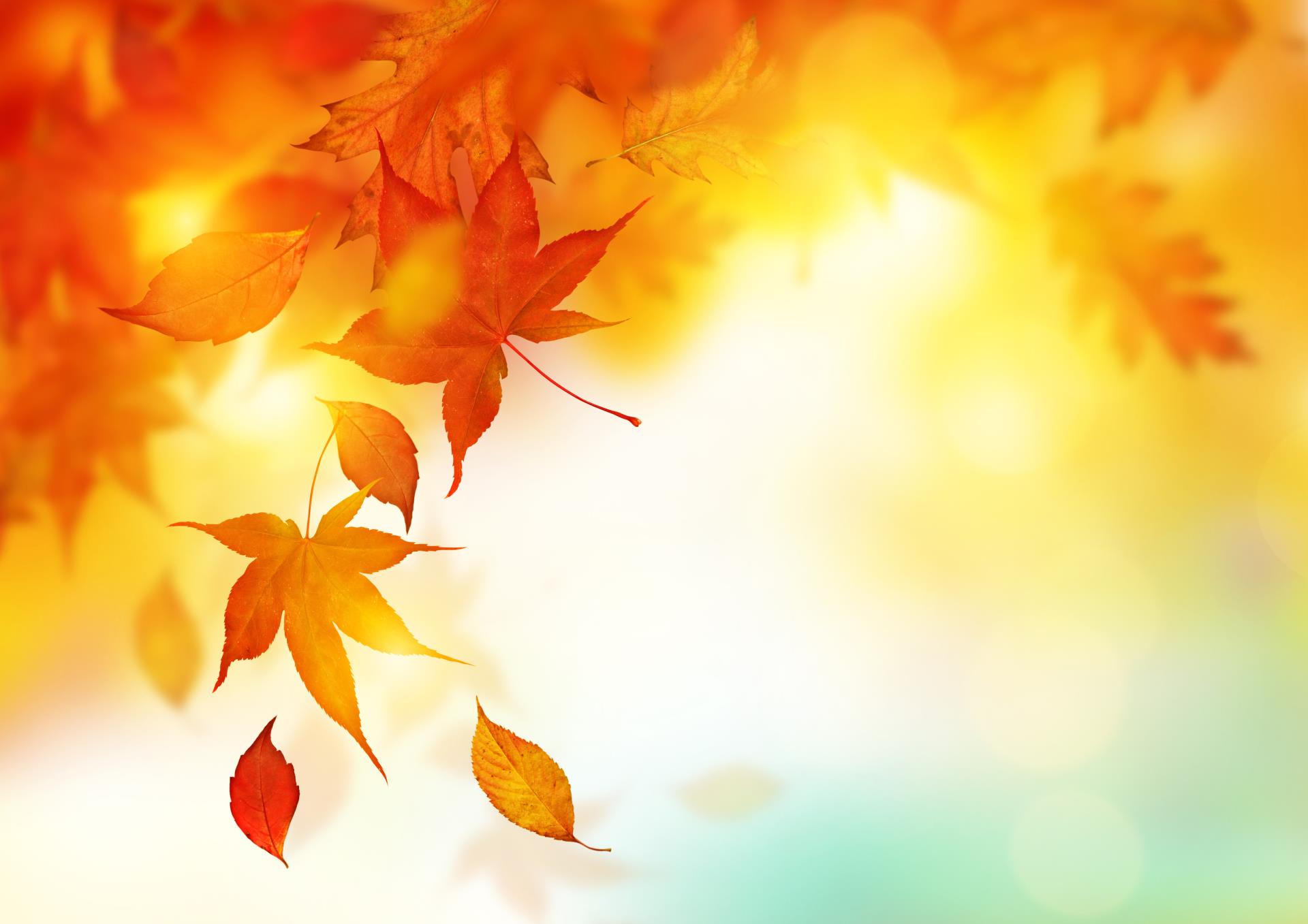 Orange Leaves Falling